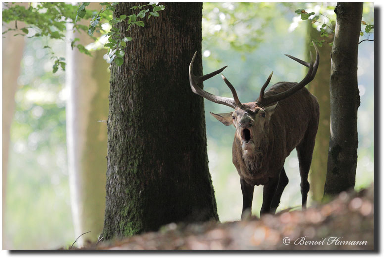 cerf (6)